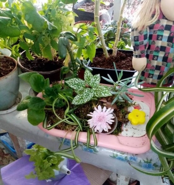 Кусочек тропиков есть в Высоком (Брестская область) Кусочек тропиков есть в Высоком (Брестская область)