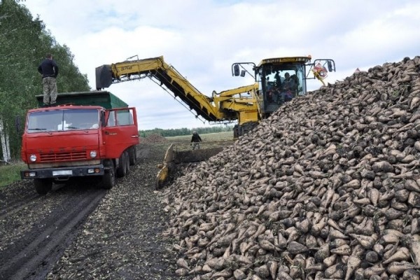 Сахарную свеклу впервые попробуют вырастить на севере Беларуси Сахарную свеклу впервые попробуют вырастить на севере Беларуси