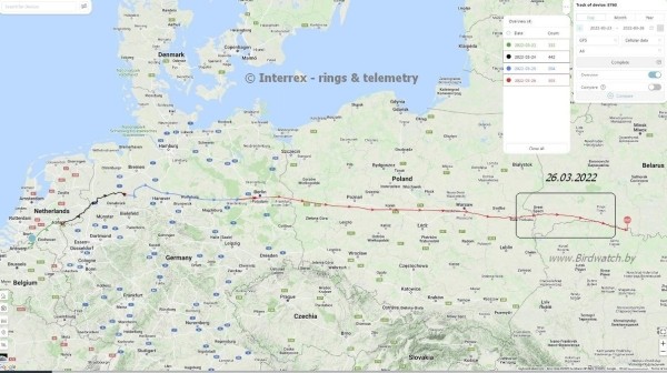 В Беларуси замечена новая птица. И она вела себя странно В Беларуси замечена новая птица. И она вела себя странно