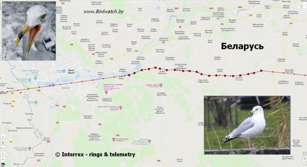 В Беларуси замечена новая птица. И она вела себя странно В Беларуси замечена новая птица. И она вела себя странно