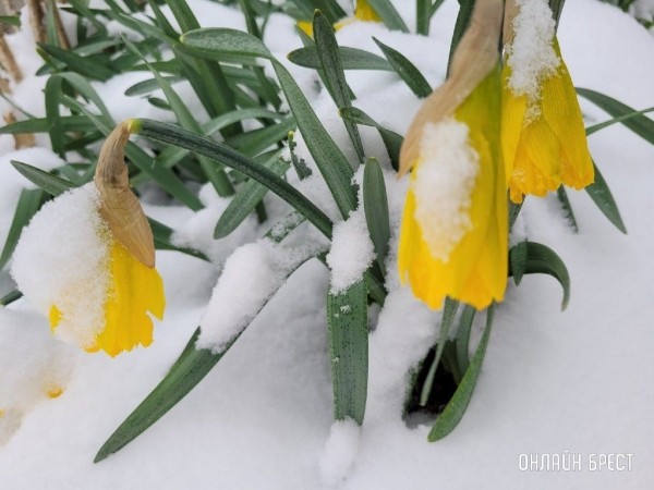 Читатель: Контраст. Цветущие деревья и снег
Читатель: Контраст. Цветущие деревья и снег