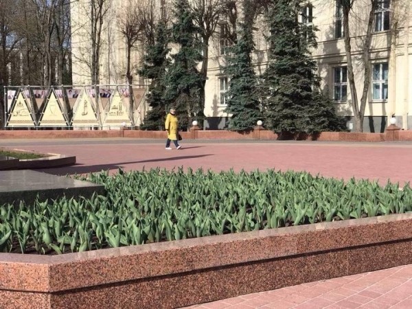 В Бресте на городских клумбах стали появляться первые весенние цветы В Бресте на городских клумбах стали появляться первые весенние цветы
