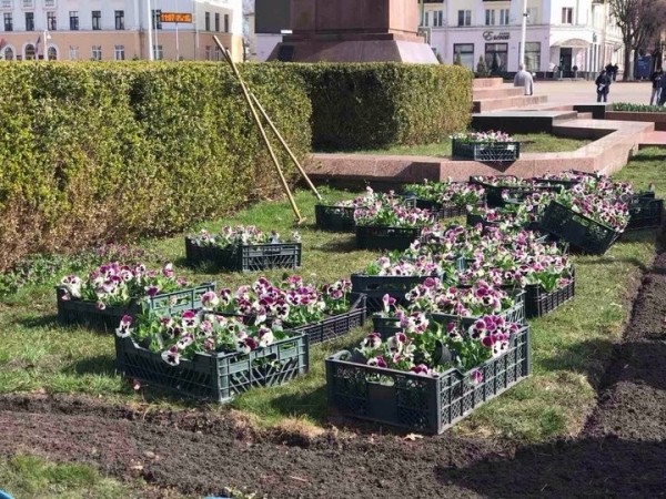 В Бресте на городских клумбах стали появляться первые весенние цветы В Бресте на городских клумбах стали появляться первые весенние цветы