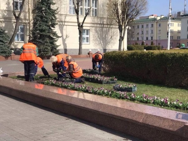 В Бресте на городских клумбах стали появляться первые весенние цветы В Бресте на городских клумбах стали появляться первые весенние цветы