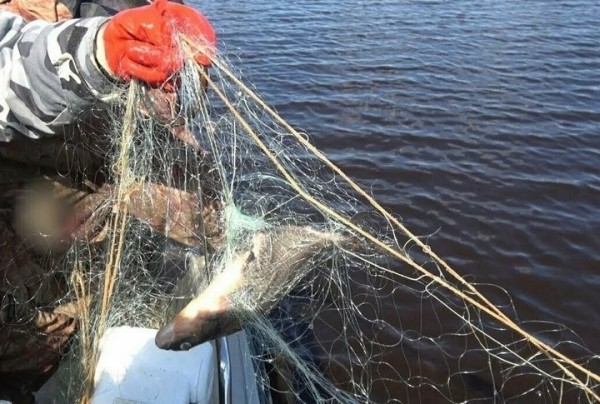 Браконьера из Брестской области задержали на реке Припять с сетью и 17 кг улова Браконьера из Брестской области задержали на реке Припять с сетью и 17 кг улова