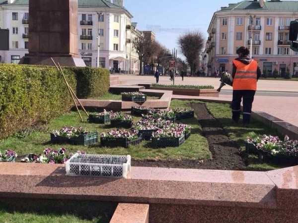 В Бресте на городских клумбах стали появляться первые весенние цветы В Бресте на городских клумбах стали появляться первые весенние цветы