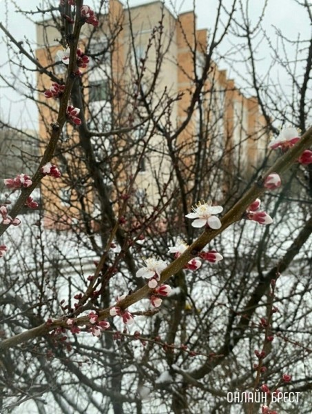 Читатель: Контраст. Цветущие деревья и снег
Читатель: Контраст. Цветущие деревья и снег