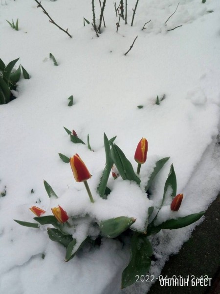 Читатель: Контраст. Цветущие деревья и снег
Читатель: Контраст. Цветущие деревья и снег