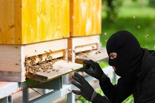 В Брестском питомнике из ульев похитили 32 рамки с пчелами. Ущерб оценен в 3 200 рублей В Брестском питомнике из ульев похитили 32 рамки с пчелами. Ущерб оценен в 3 200 рублей