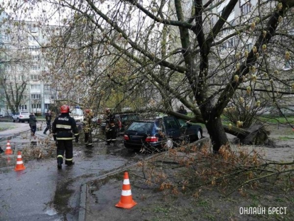 Реально ли получить возмещение, если на авто упало дерево? Реально ли получить возмещение, если на авто упало дерево?