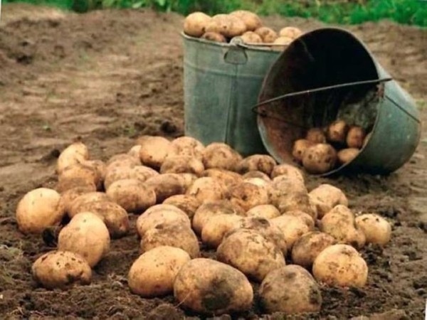 Восемь самых лучших сортов картофеля Восемь самых лучших сортов картофеля
