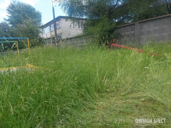 Читатель: Так выглядит детская площадка по ул.Шоссейной, 7. После прогулки во дворе, у ребёнка с одежды сняли клеща
             
                Читатель: Так выглядит детская площадка по ул.Шоссейной, 7. После прогулки во дворе, у ребёнка с одежды сняли клеща