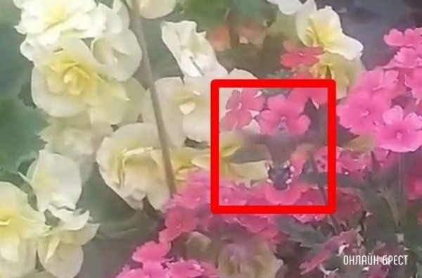 Снова эта бабочка, которые многие путают с колибри. Видео снято в Бресте на Центральном рынке
             
                Снова эта бабочка, которые многие путают с колибри. Видео снято в Бресте на Центральном рынке