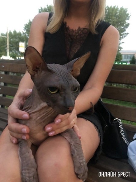 Читатель: Нашли канадского сфинкса в Бресте на Машерова, 34. Чей?
             
                Читатель: Нашли канадского сфинкса в Бресте на Машерова, 34. Чей?