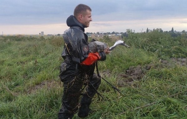 Стог сена не хуже спасательного круга. Под Брестом спасли журавля из отстойника Стог сена не хуже спасательного круга. Под Брестом спасли журавля из отстойника