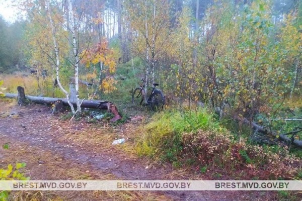 Почти 200 кг урожая клюквы похитили в Брестской области Почти 200 кг урожая клюквы похитили в Брестской области