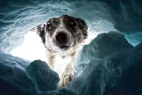 Опубликованы лучшие фото Dog Photography Awards 2022 Опубликованы лучшие фото Dog Photography Awards 2022