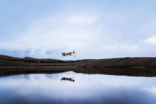 Опубликованы лучшие фото Dog Photography Awards 2022 Опубликованы лучшие фото Dog Photography Awards 2022