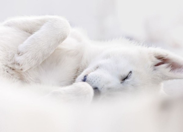 Опубликованы лучшие фото Dog Photography Awards 2022 Опубликованы лучшие фото Dog Photography Awards 2022