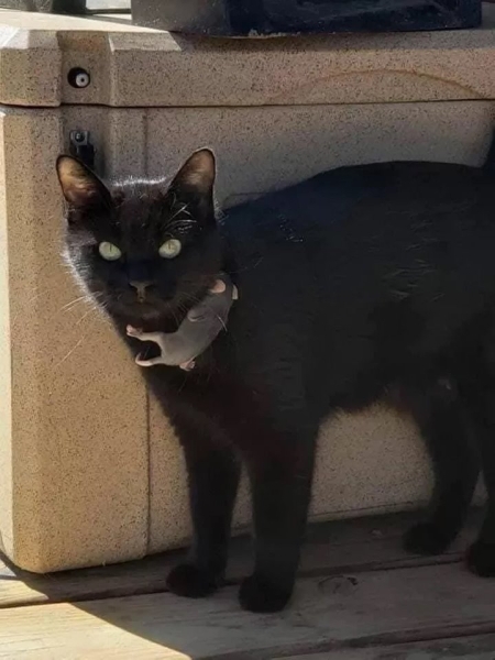 Кошка нашла и выкормила маленького опоссума Кошка нашла и выкормила маленького опоссума