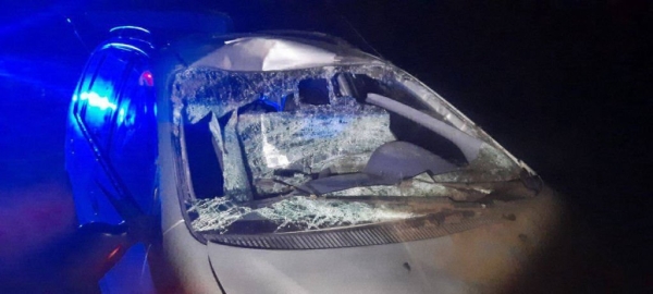 В Солигорском районе легковушка сбила лося – пострадали два человека В Солигорском районе легковушка сбила лося – пострадали два человека