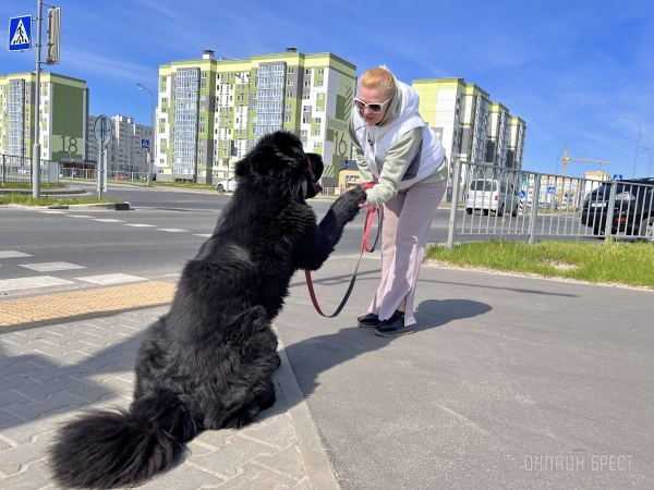 ГИГАНТСКИЕ СОБАКИ. Сколько денег уходит на содержание двух 60-килограммовых собак в панельной трёшке в Бресте? ГИГАНТСКИЕ СОБАКИ. Сколько денег уходит на содержание двух 60-килограммовых собак в панельной трёшке в Бресте?