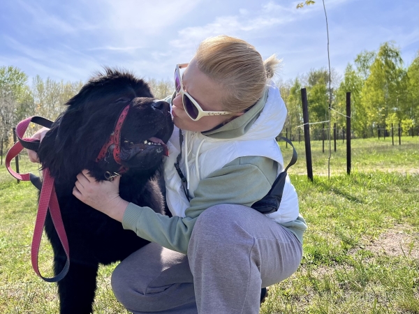 ГИГАНТСКИЕ СОБАКИ. Сколько денег уходит на содержание двух 60-килограммовых собак в панельной трёшке в Бресте? ГИГАНТСКИЕ СОБАКИ. Сколько денег уходит на содержание двух 60-килограммовых собак в панельной трёшке в Бресте?