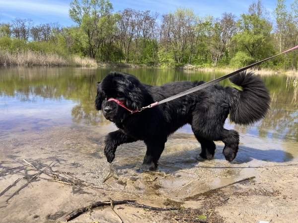 ГИГАНТСКИЕ СОБАКИ. Сколько денег уходит на содержание двух 60-килограммовых собак в панельной трёшке в Бресте? ГИГАНТСКИЕ СОБАКИ. Сколько денег уходит на содержание двух 60-килограммовых собак в панельной трёшке в Бресте?