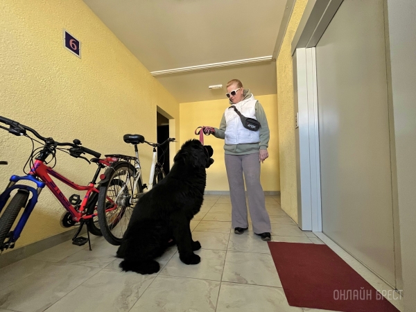 ГИГАНТСКИЕ СОБАКИ. Сколько денег уходит на содержание двух 60-килограммовых собак в панельной трёшке в Бресте? ГИГАНТСКИЕ СОБАКИ. Сколько денег уходит на содержание двух 60-килограммовых собак в панельной трёшке в Бресте?