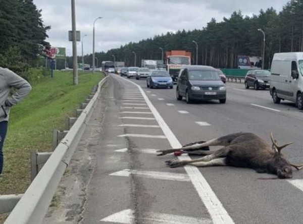 ГАИ назвала причины выхода диких животных на автодороги ГАИ назвала причины выхода диких животных на автодороги