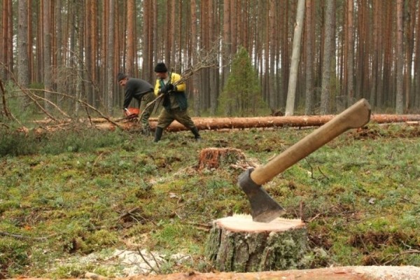 В какие страны продают белорусский лес В какие страны продают белорусский лес