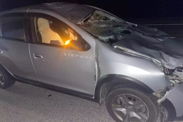 Водитель Renault сбил лося Водитель Renault сбил лося