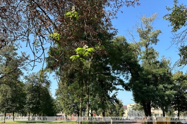 В Березе повторно зацвели каштаны. Фотофакт В Березе повторно зацвели каштаны. Фотофакт