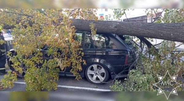 В МЧС рассказали о последствиях сильного ветра в Беларуси В МЧС рассказали о последствиях сильного ветра в Беларуси