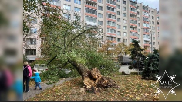 В МЧС рассказали о последствиях сильного ветра в Беларуси В МЧС рассказали о последствиях сильного ветра в Беларуси