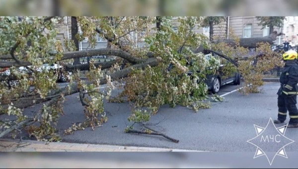 В МЧС рассказали о последствиях сильного ветра в Беларуси В МЧС рассказали о последствиях сильного ветра в Беларуси