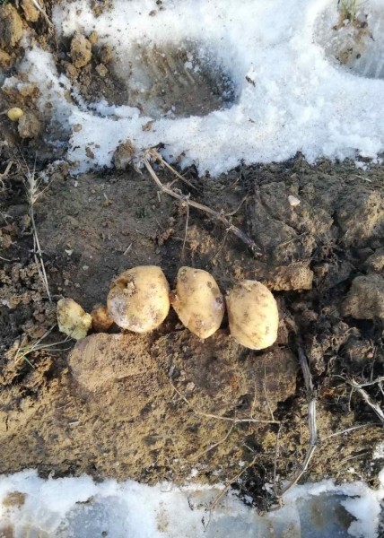 В Беларуси нашли поле со 150 тоннами неубранной картошки В Беларуси нашли поле со 150 тоннами неубранной картошки
