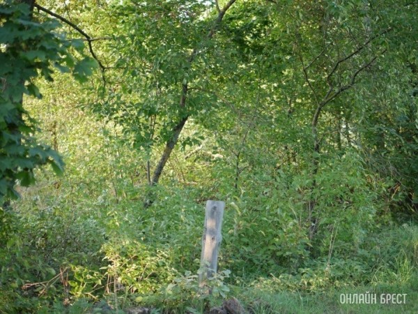 Во всех лесах Беларуси до 1 марта 2024 года установят системы видеонаблюдения Во всех лесах Беларуси до 1 марта 2024 года установят системы видеонаблюдения