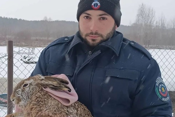 В Беларуси спасли провалившегося под лед зайца В Беларуси спасли провалившегося под лед зайца