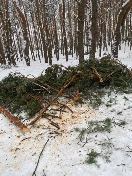 Жителей Бреста просят временно не ходить в парки. И вот почему Жителей Бреста просят временно не ходить в парки. И вот почему