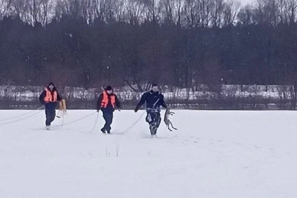 В Беларуси спасли провалившегося под лед зайца В Беларуси спасли провалившегося под лед зайца