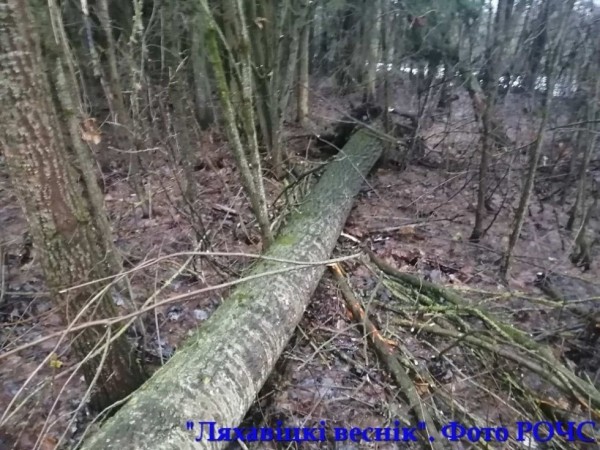 Дерево упало на проезжающий автомобиль под Ляховичами Дерево упало на проезжающий автомобиль под Ляховичами