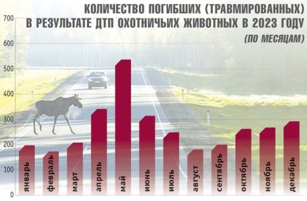Стало больше почти на 12%. Подробная статистика ДТП с участием диких животных в Беларуси за 2023 год Стало больше почти на 12%. Подробная статистика ДТП с участием диких животных в Беларуси за 2023 год