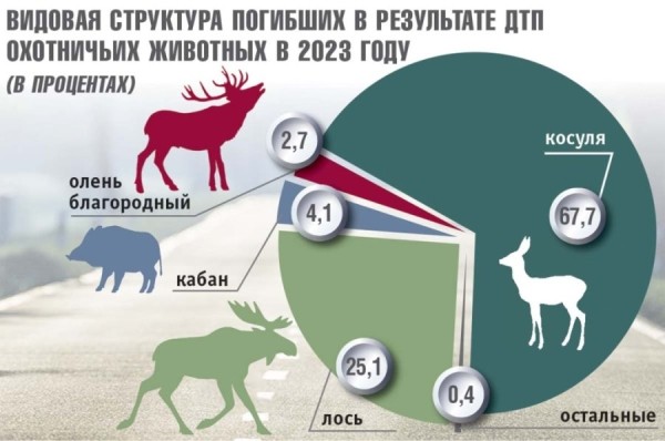 Стало больше почти на 12%. Подробная статистика ДТП с участием диких животных в Беларуси за 2023 год Стало больше почти на 12%. Подробная статистика ДТП с участием диких животных в Беларуси за 2023 год