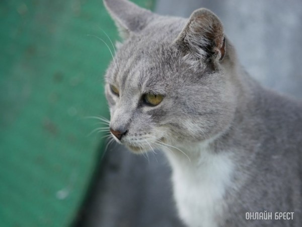 Власти решили отказаться от чипирования собак и кошек. В чем причина Власти решили отказаться от чипирования собак и кошек. В чем причина