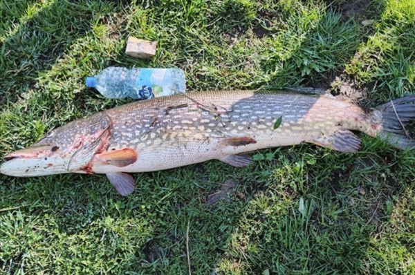 В Беларуси рыбак поймал большущую щуку. Узнали, тянет ли улов на рекорд В Беларуси рыбак поймал большущую щуку. Узнали, тянет ли улов на рекорд