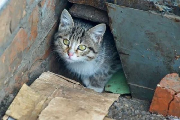 В Беларуси парень избил женщину и убил ее кошку. Какое наказание его ждет В Беларуси парень избил женщину и убил ее кошку. Какое наказание его ждет