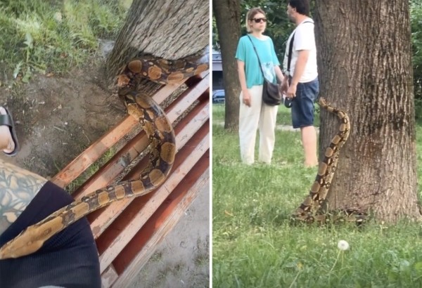 Белоруска выгуливала удава прямо во дворе — змея теперь звезда соцсетей Белоруска выгуливала удава прямо во дворе — змея теперь звезда соцсетей