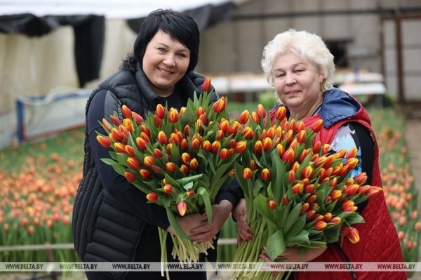 Семья Ивановских фермеров вырастила к 8 марта 700 тысяч тюльпанов Семья Ивановских фермеров вырастила к 8 марта 700 тысяч тюльпанов