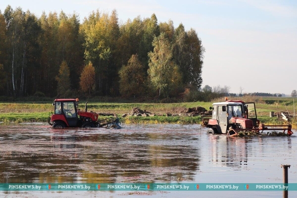 Как в Пинском районе убирают клюкву. Фото и подробности Как в Пинском районе убирают клюкву. Фото и подробности